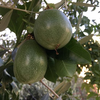 Passiflora