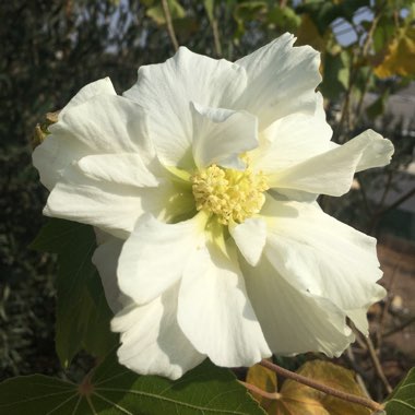 Hibiscus Mutabilis