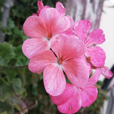 Pelargonium