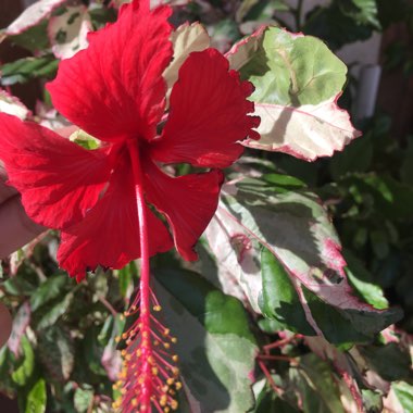 Hibiscus rosa-sinensis 'Snow Queen'