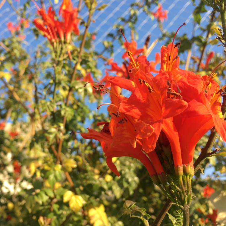 Plant image Tecoma Capensis