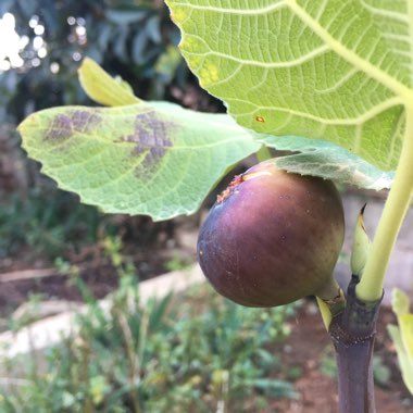 Ficus carica