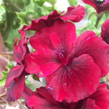 Pelargonium