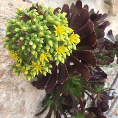 Aeonium