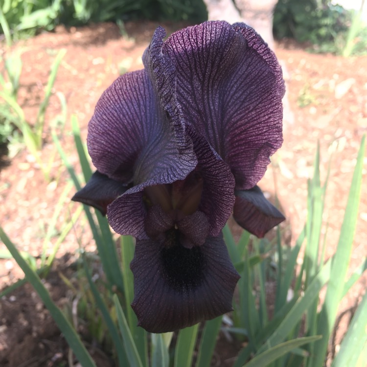 Plant image Iris chrysographes Black-Flowered syn. Iris chrysographes Black-form