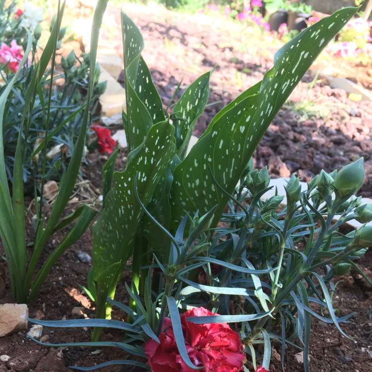 Plant image Zantedeschia 'Captain Fuego'