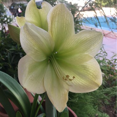 Hippeastrum