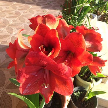 Hippeastrum