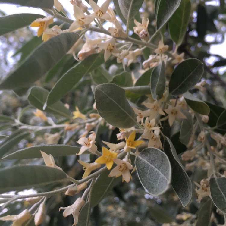 Plant image Elaeagnus 'Quicksilver'