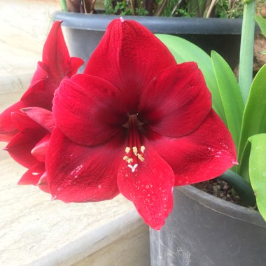 Hippeastrum