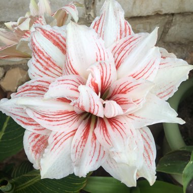 Hippeastrum