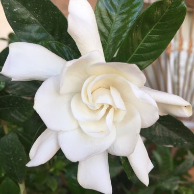 Gardenia