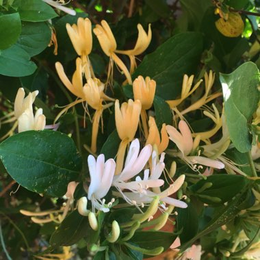 Lonicera japonica 'Hall's Prolific'