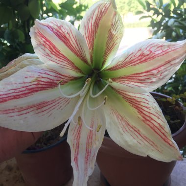 Hippeastrum