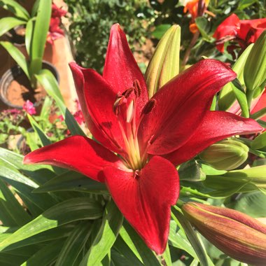 Lilium (Asiatic)