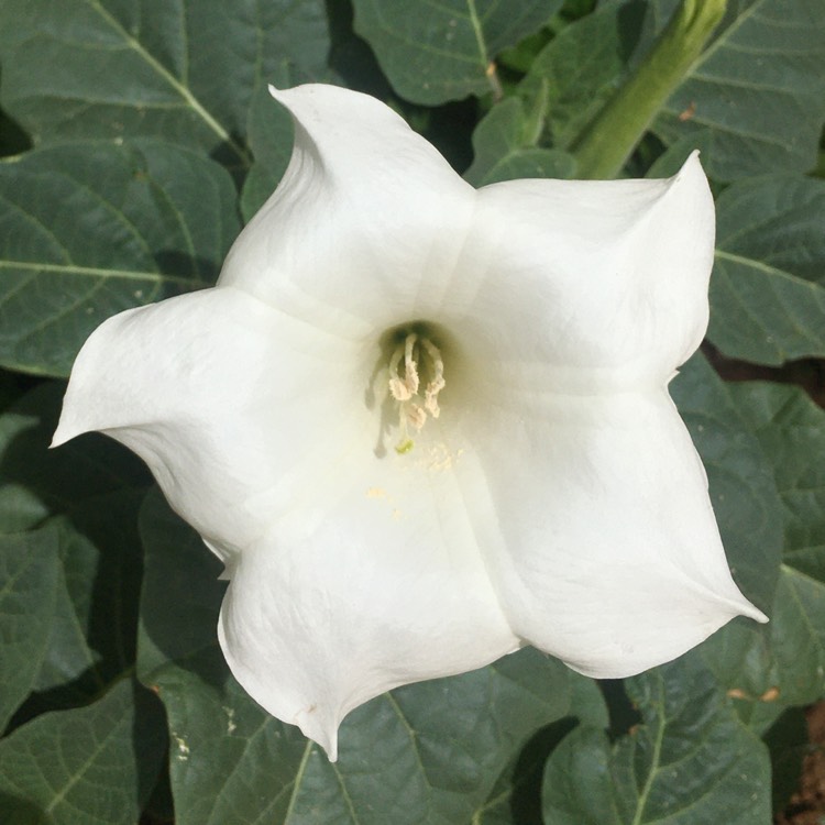 Plant image Datura