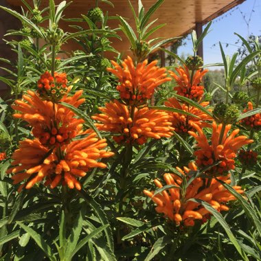 Leonotis leonurus