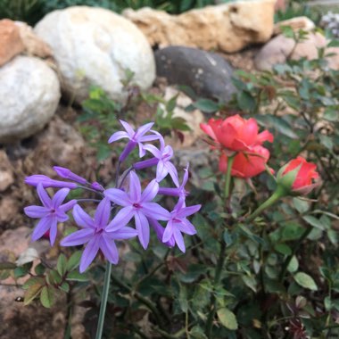 Tulbaghia violacea