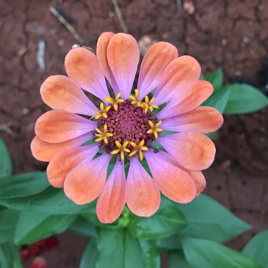 Zinnia elegans