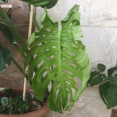 Monstera deliciosa