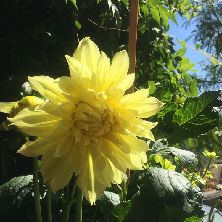 Plant image Dahlia 'Kelvin Floodlight'