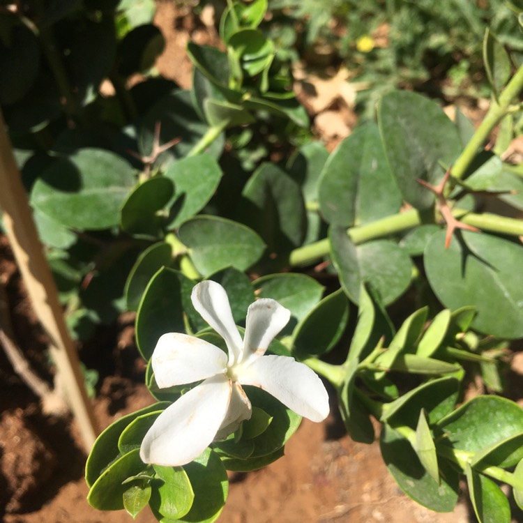 Plant image Carissa macrocarpa