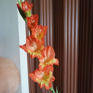 Gladiolus