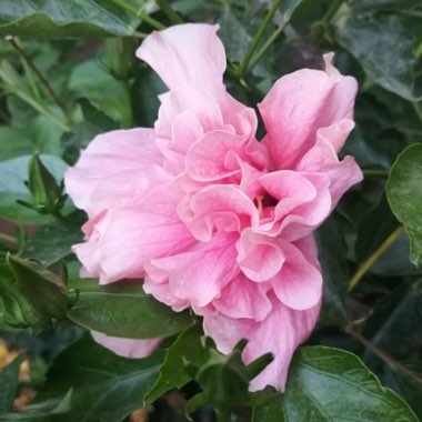 Hibiscus