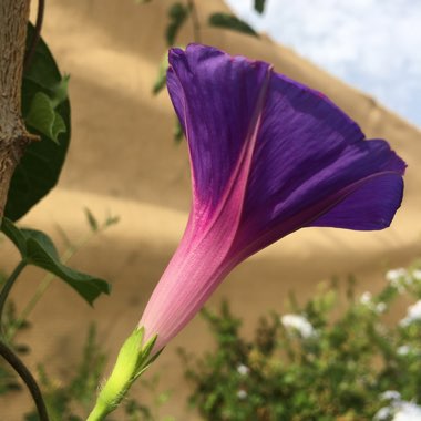 Ipomoea