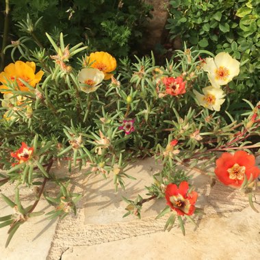 Portulaca grandiflora