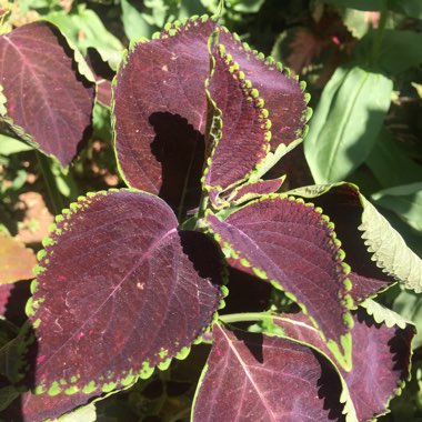 Solenostemon scutellarioides  syn. Plectranthus scutellarioides, Coleus scutellarioides, Coleus blumei