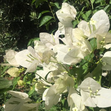 Bougainvillea