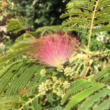 Albizia julibrissin