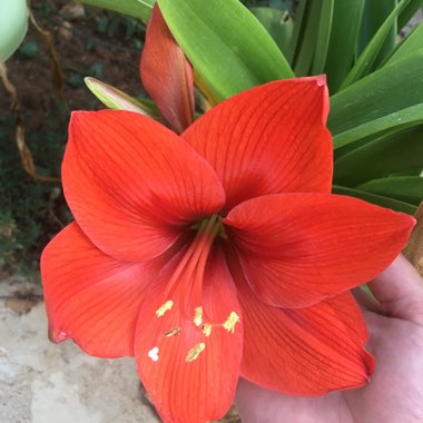 Hippeastrum (Amaryllis)