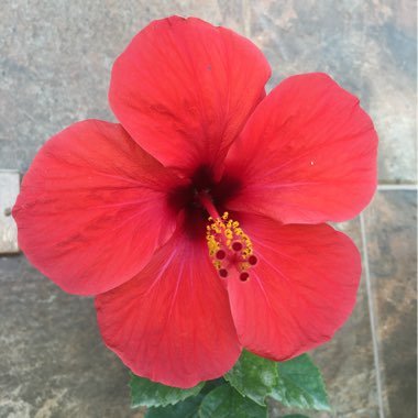 Hibiscus