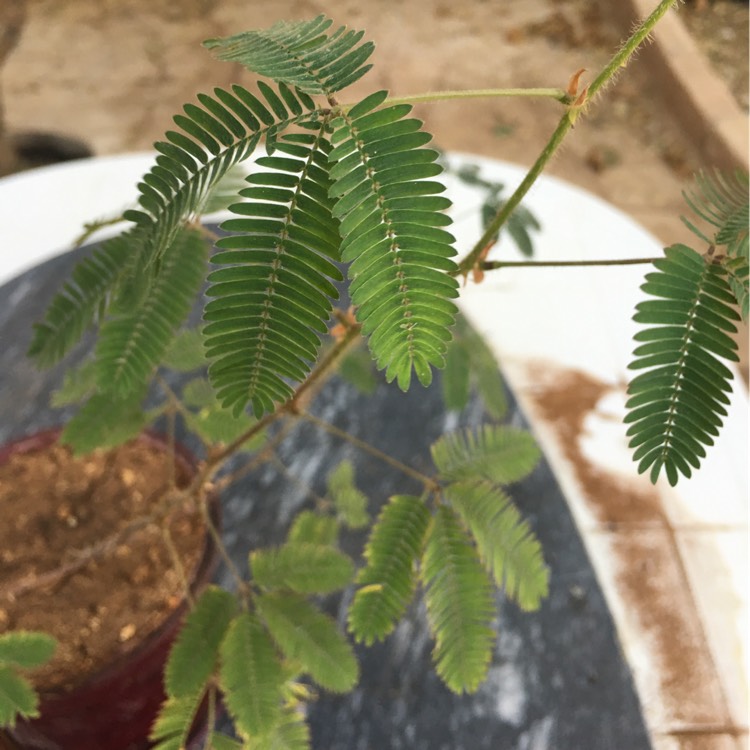 Plant image Acacia baileyana 'Songlines'