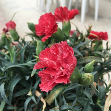 Dianthus caryophyllus