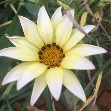 Gazania