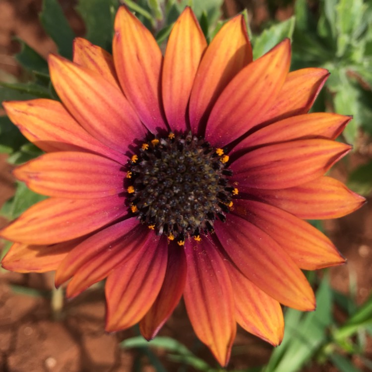 Plant image Osteospermum erato 'Special Fire