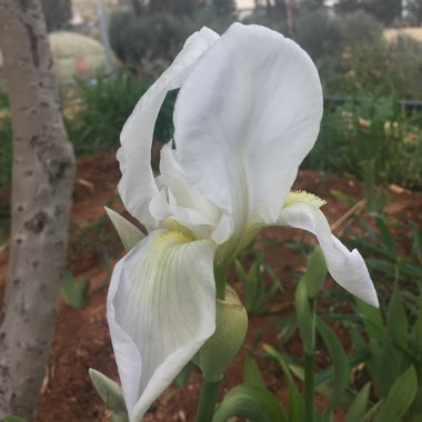 Iris x germanica