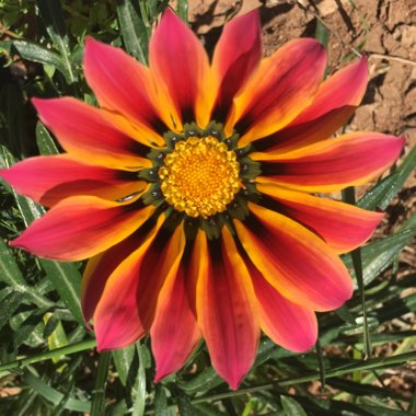 Gazania