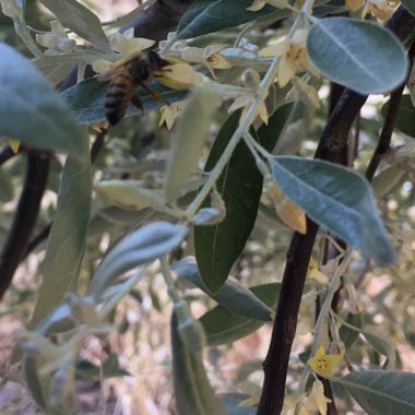 Elaeagnus 'Quicksilver'