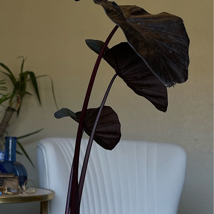 Plant image Colocasia esculenta 'Black Magic'