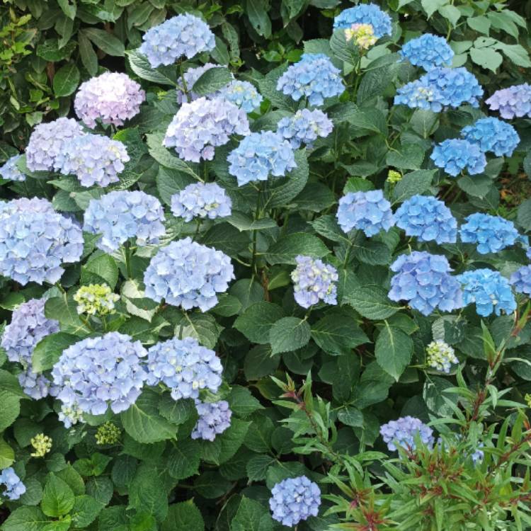 Plant image Hydrangea Macrophylla 'Monmar'