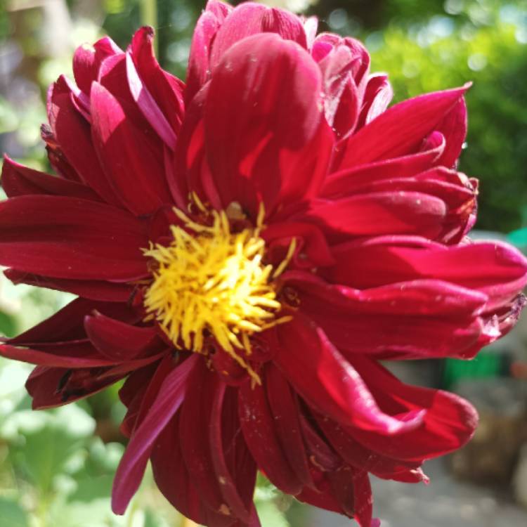 Plant image Dahlia 'Mexican Black'