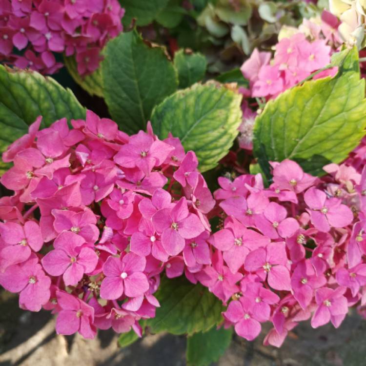 Plant image Hydrangea macrophylla 'L.A. Dreamin'