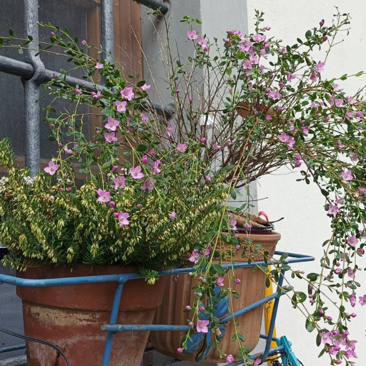 Plant image Saxifraga 'Pink'