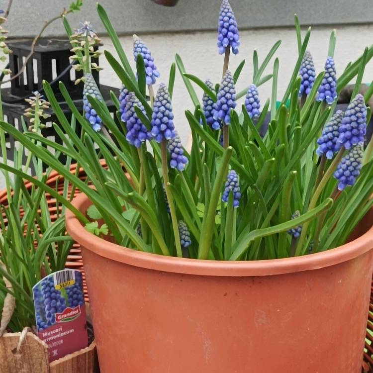 Plant image Muscari 'Mount Hood' syn. Muscari aucheri 'Mount Hood'