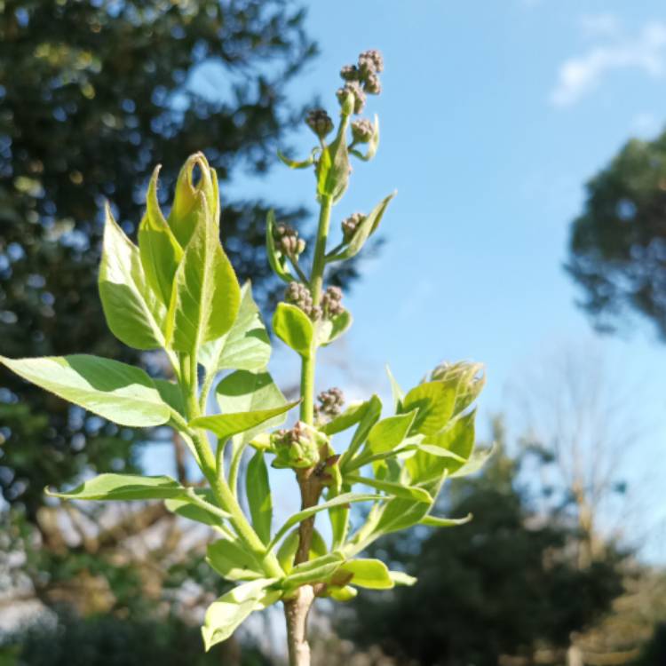 Plant image Syringa vulgaris 'Firmament'