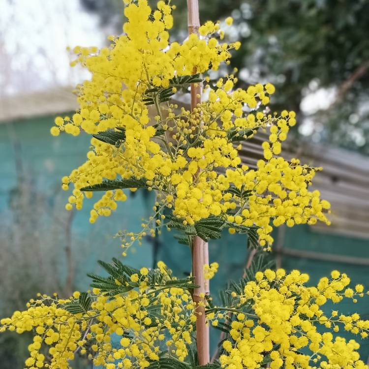 Plant image Acacia dealbata 'Gaulois Astier'